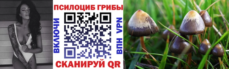darknet состав  МЕГА ссылки  Галлюциногенные грибы Psilocybe  Нерехта  даркнет сайт 